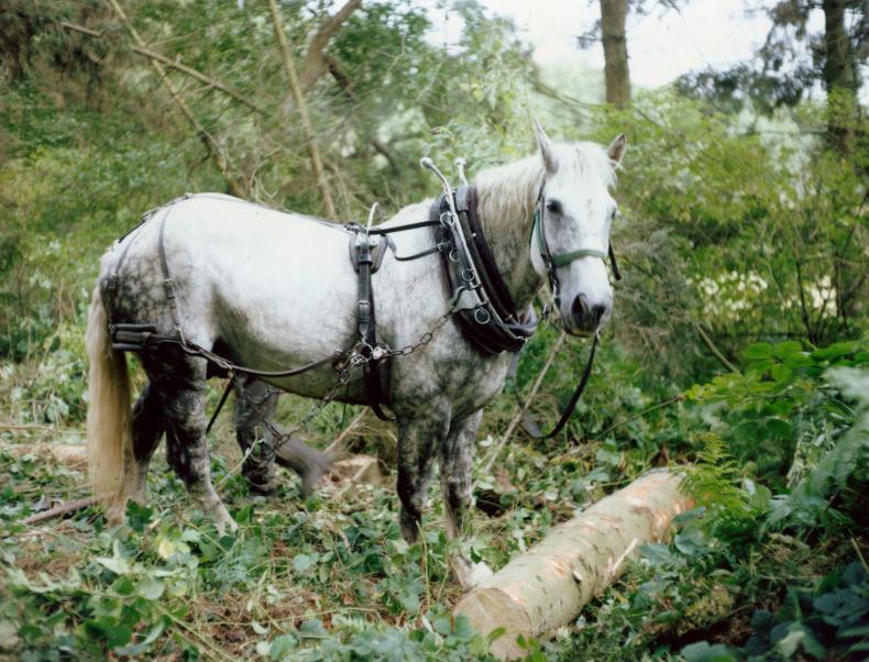 polaroids van charlotte dumas_1